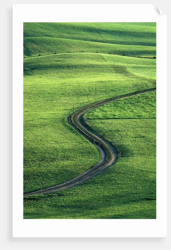 Country lane winding through meadow in the Allgaeu Alps by Anonymous