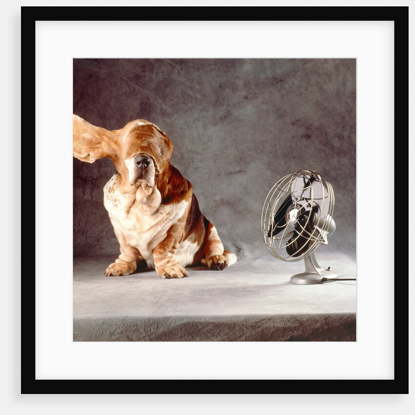 A basset who is sitting with "flying" ears in front of a ventilator by Anonymous