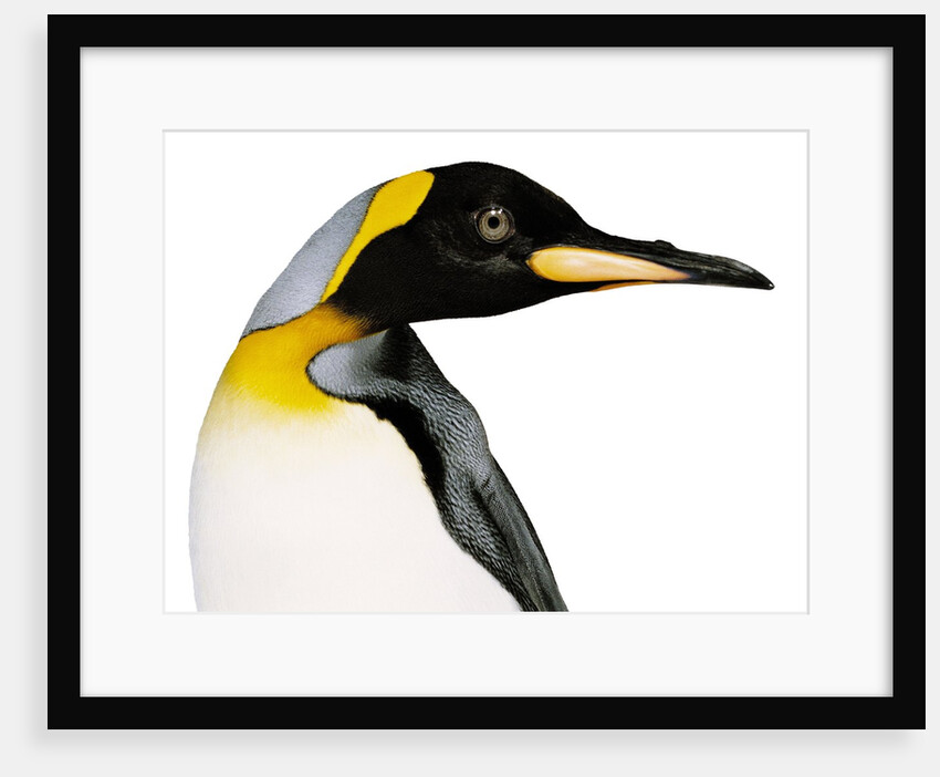 King penguin by Anonymous