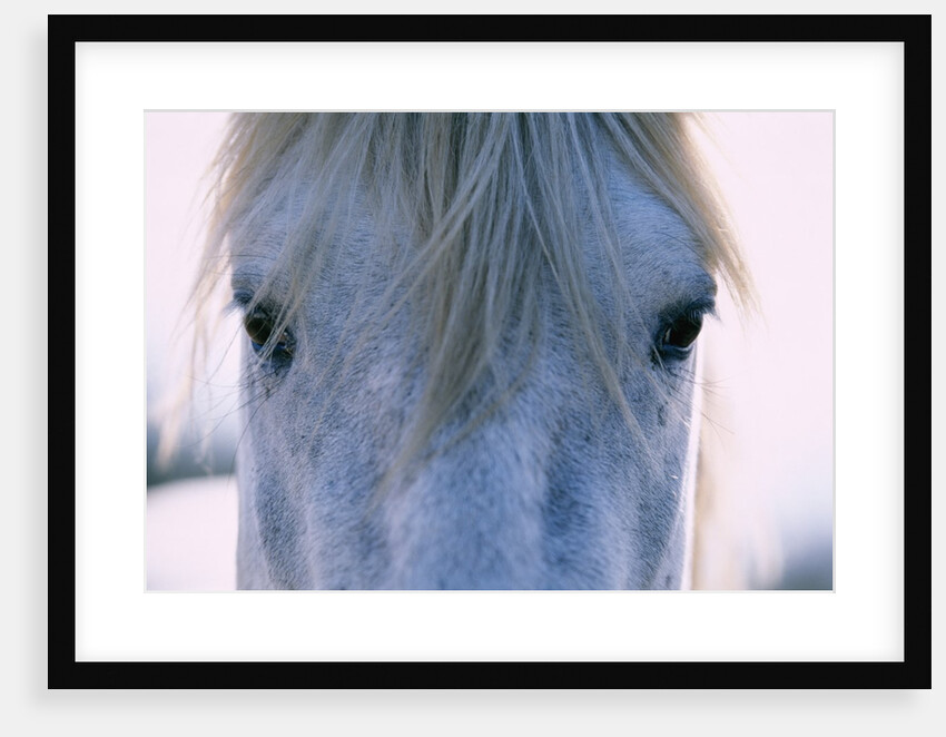 Camargue Horse by Anonymous