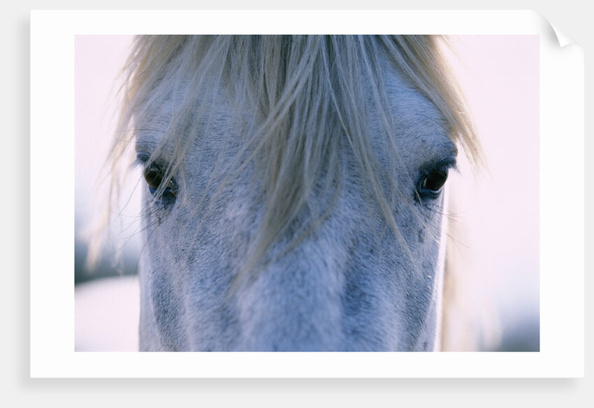 Camargue Horse by Anonymous