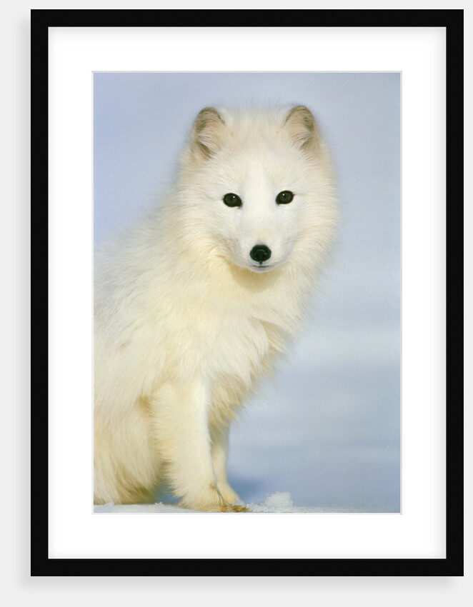 Polar fox sitting in the snow by Anonymous