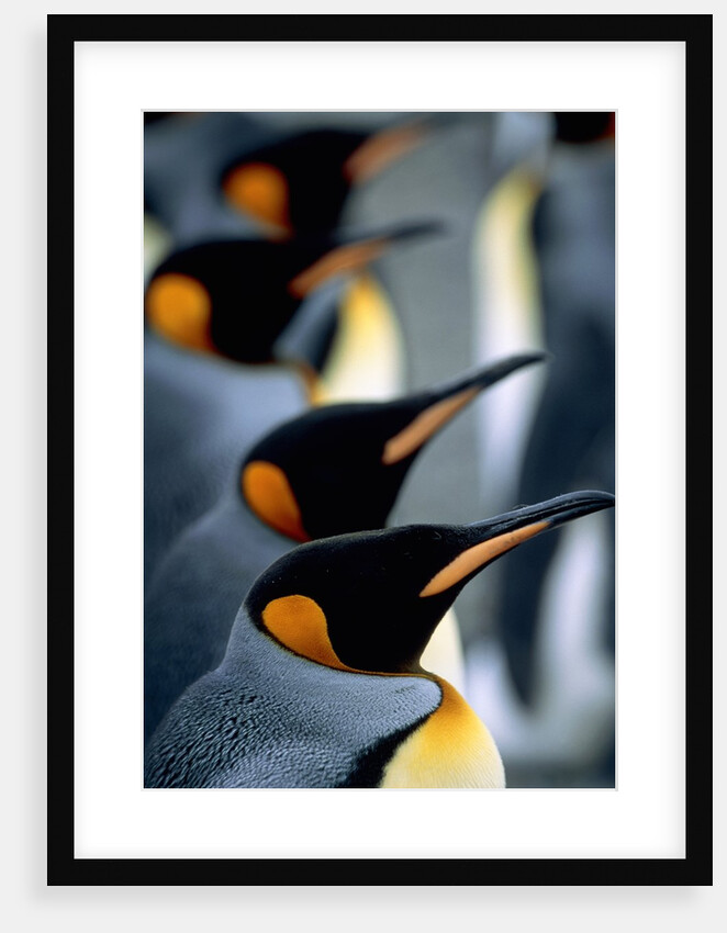 Group of king penguins by Anonymous
