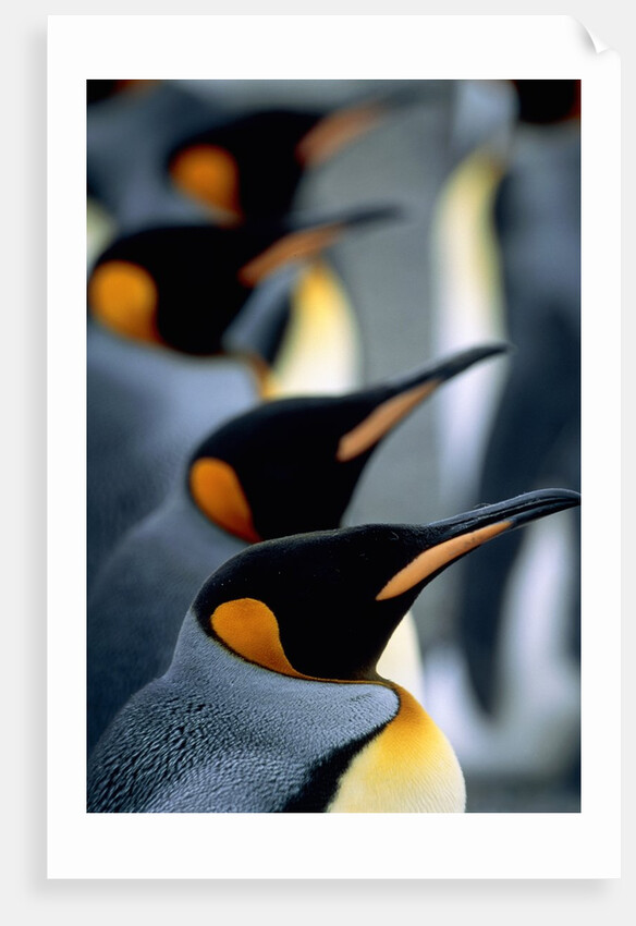 Group of king penguins by Anonymous