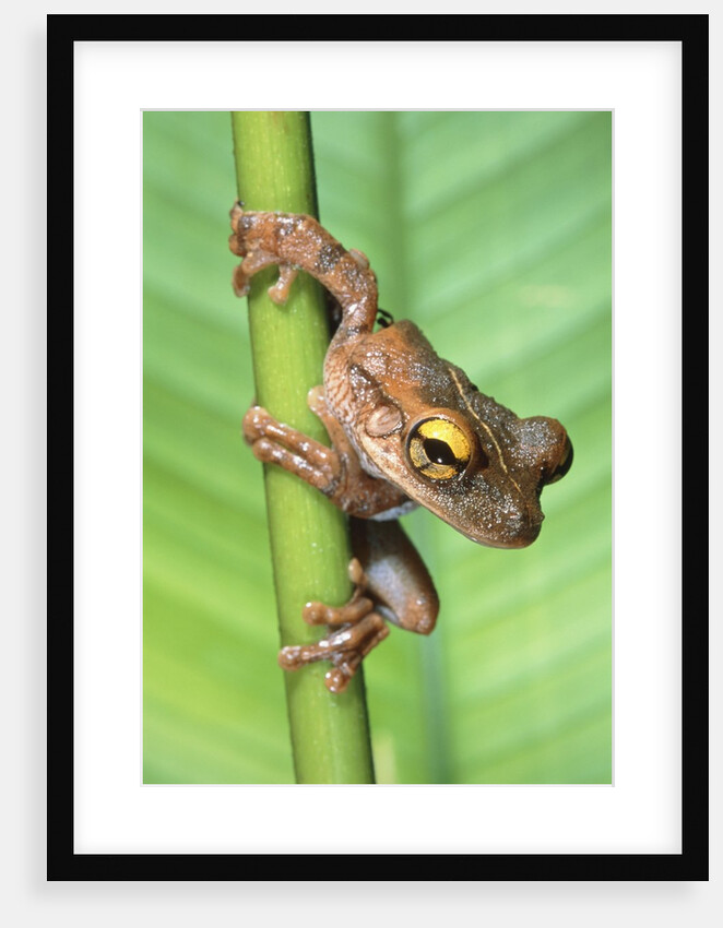 Bony-Headed Tree Frog by Anonymous