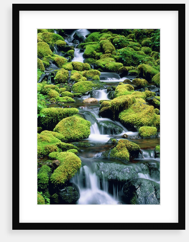 USA, Washington, Olympic National Park, creek with moss and rocks by Anonymous