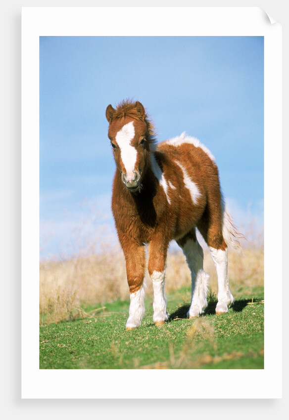 Foal of a Pony standing in the meadow by Anonymous