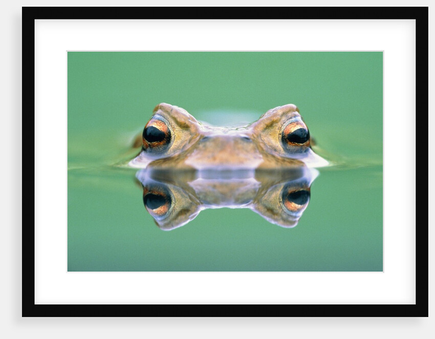Frog in the water by Anonymous