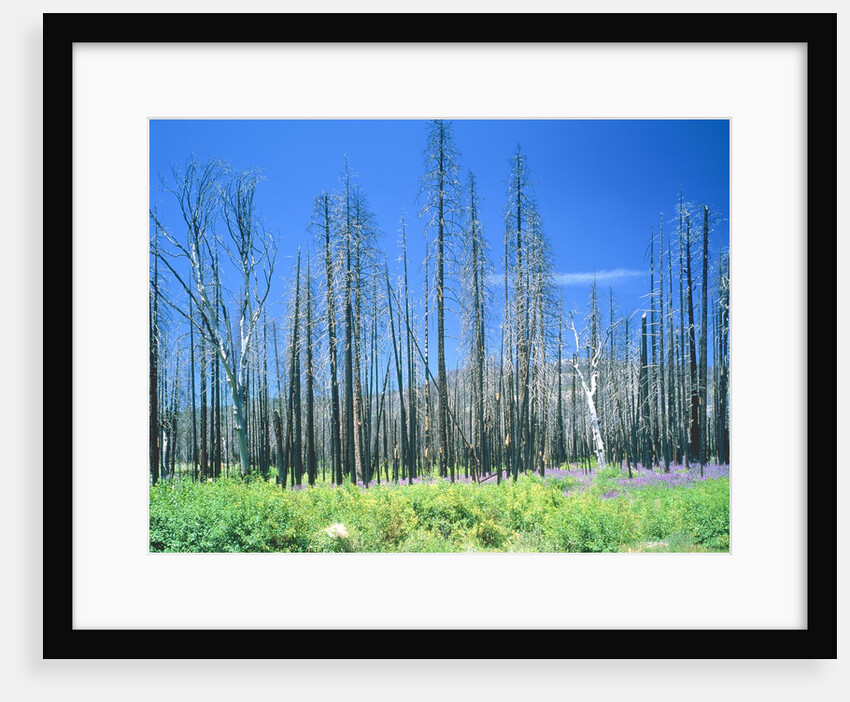 Dying forest in the Yosemite National Park, California, USA by Anonymous