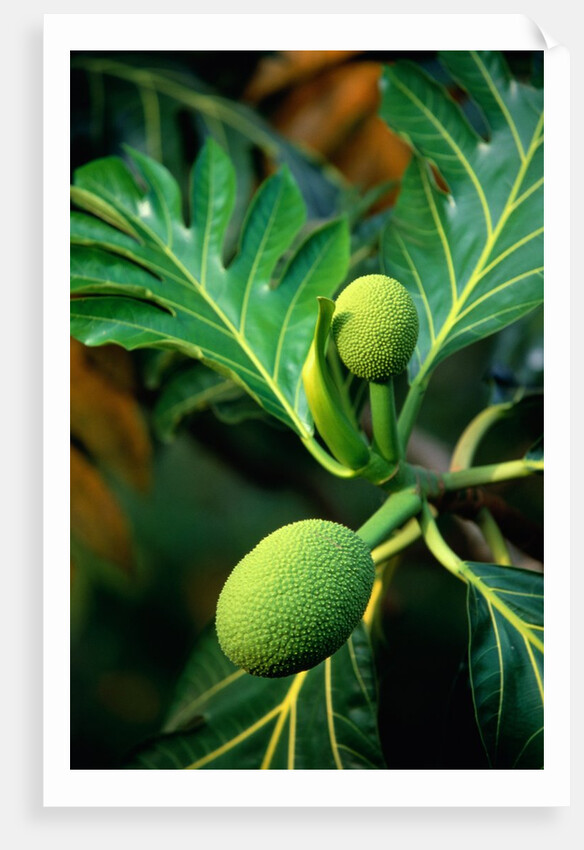 Breadfruit tree on Jamaica by Anonymous