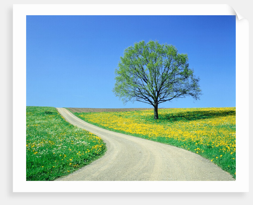 Country road and tree, spring by Anonymous