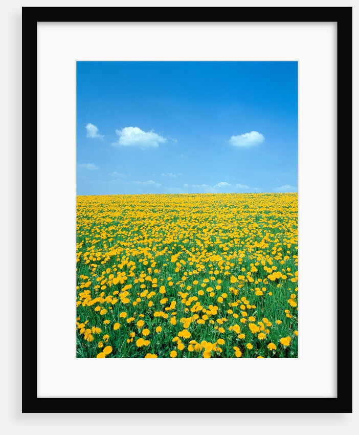 Flower meadow with blooming dandelion by Anonymous