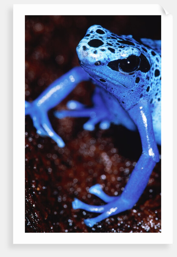 Blue arrow poison frog by Anonymous