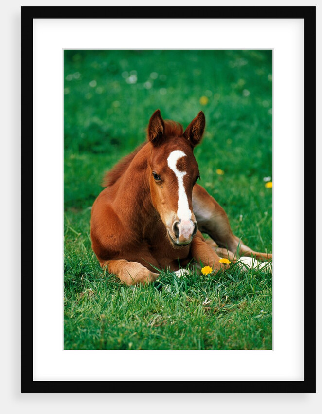 Quarterhorse, brown foal is lying in a meadow by Anonymous