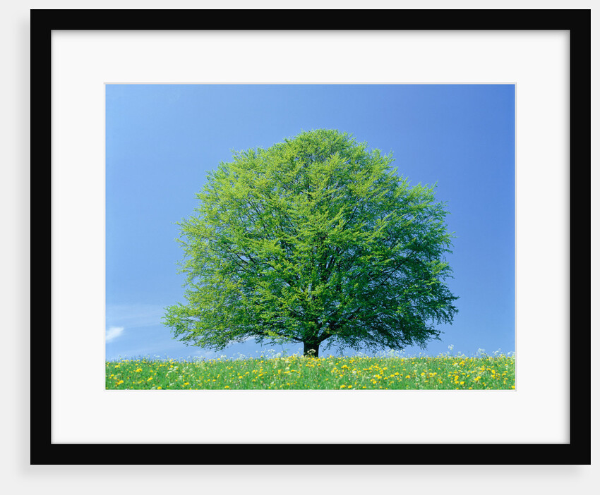 Beech tree in springtime by Anonymous