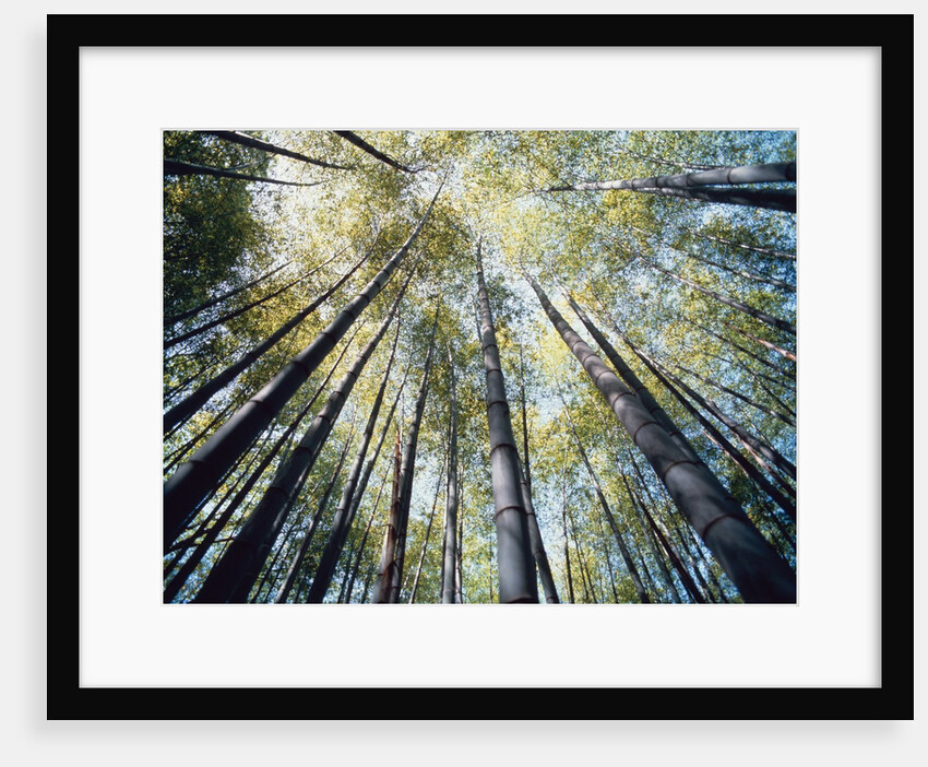 Bamboo trees in rainforest, Japan by Anonymous