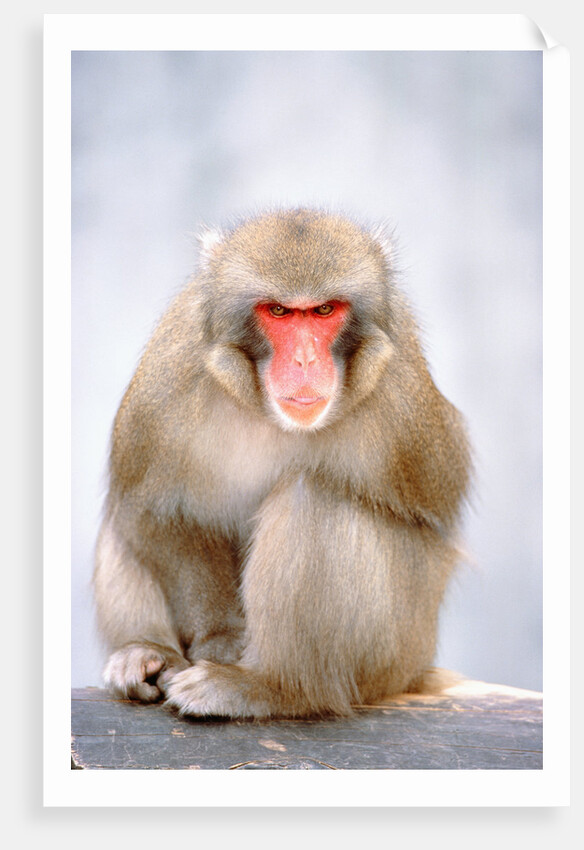 Red-faced makak by Anonymous