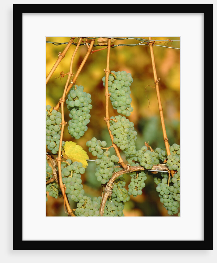 Riesling grapes hanging on vine shoots by Anonymous
