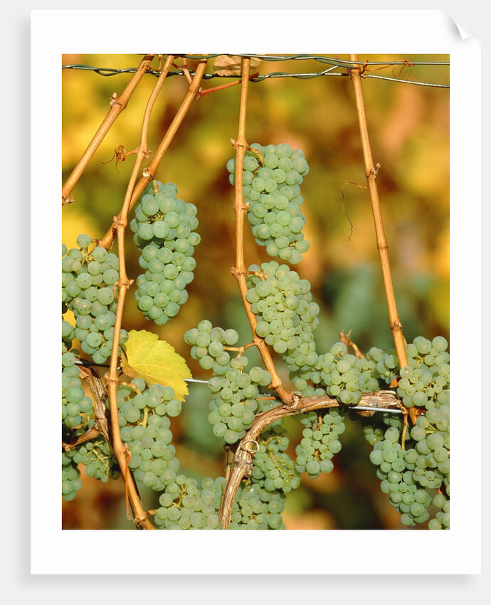 Riesling grapes hanging on vine shoots by Anonymous