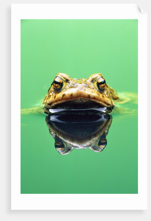 Frog in the water by Anonymous