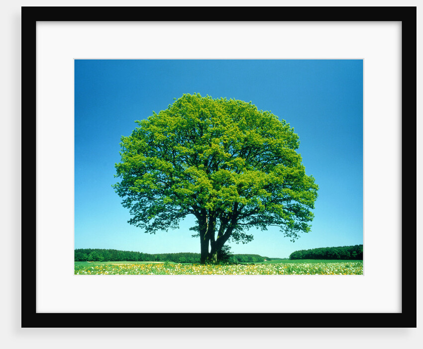 Oak in spring by Anonymous