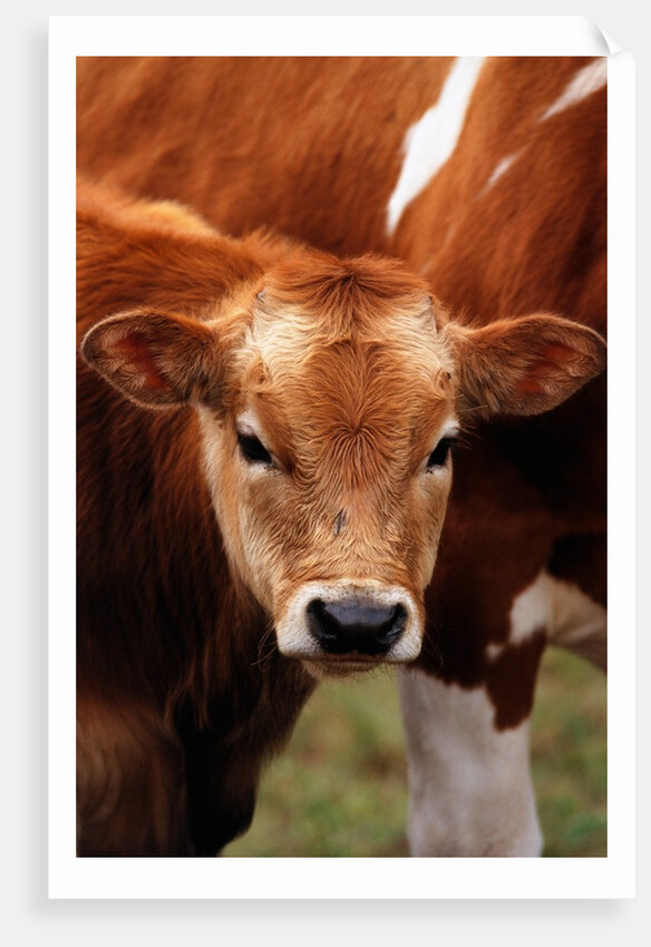 Calf at grass by Anonymous
