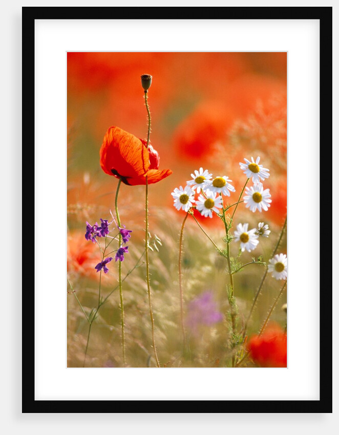 Poppy, camomile and larkspur by Anonymous