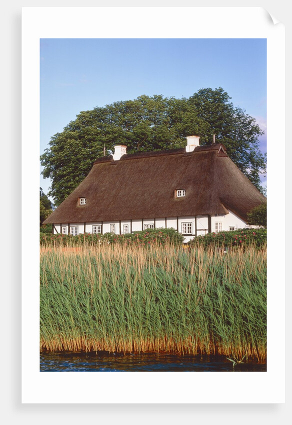 Half timbered house with reed roof by Anonymous