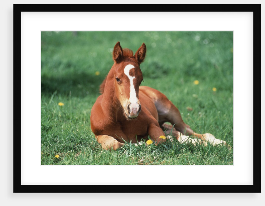 Young Horse Lying in Pasture by Anonymous