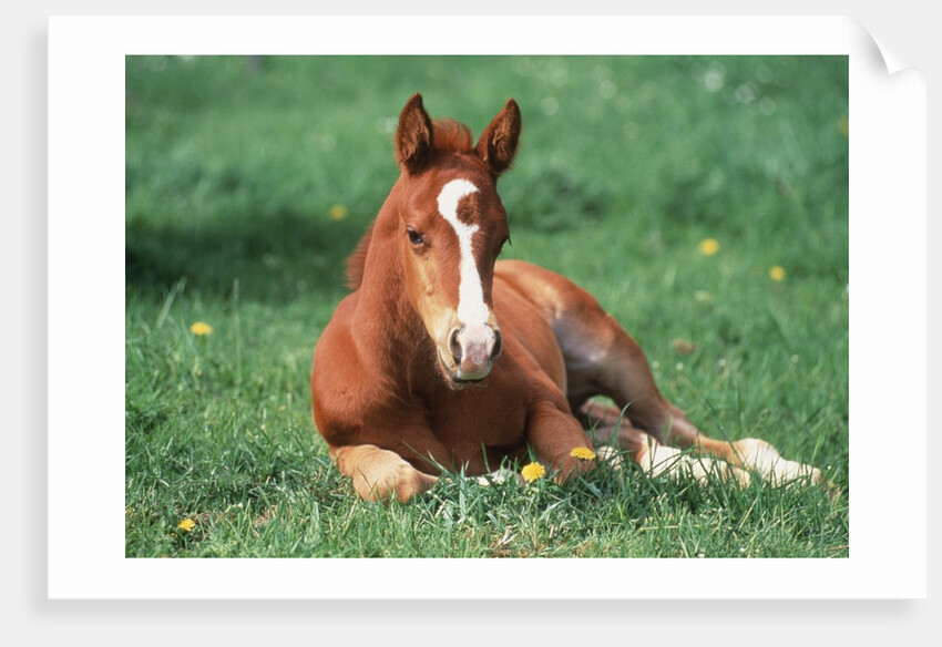 Young Horse Lying in Pasture by Anonymous