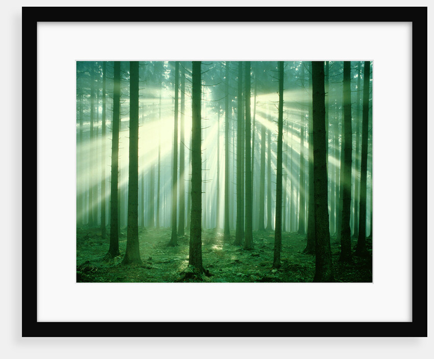 Sunbeams through forest trees, morning by Anonymous