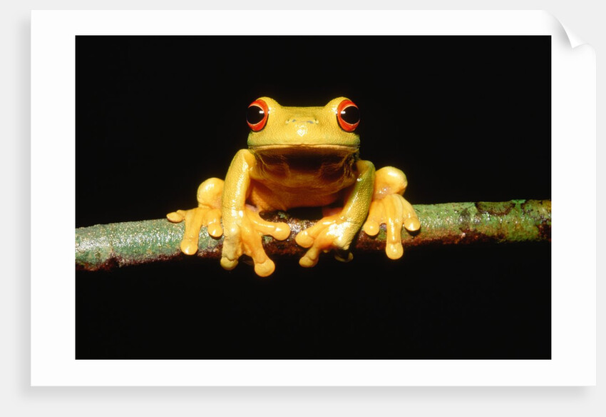 Red-eyed tree frog by Anonymous