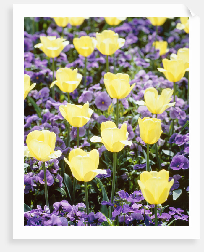 Yellow tulips between purple pansys by Anonymous
