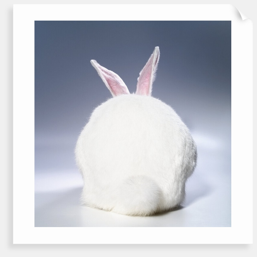 White Rabbit by Anonymous