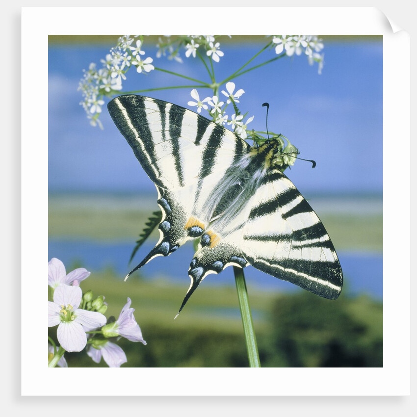 Sail butterfly sitting on a blossom by Anonymous