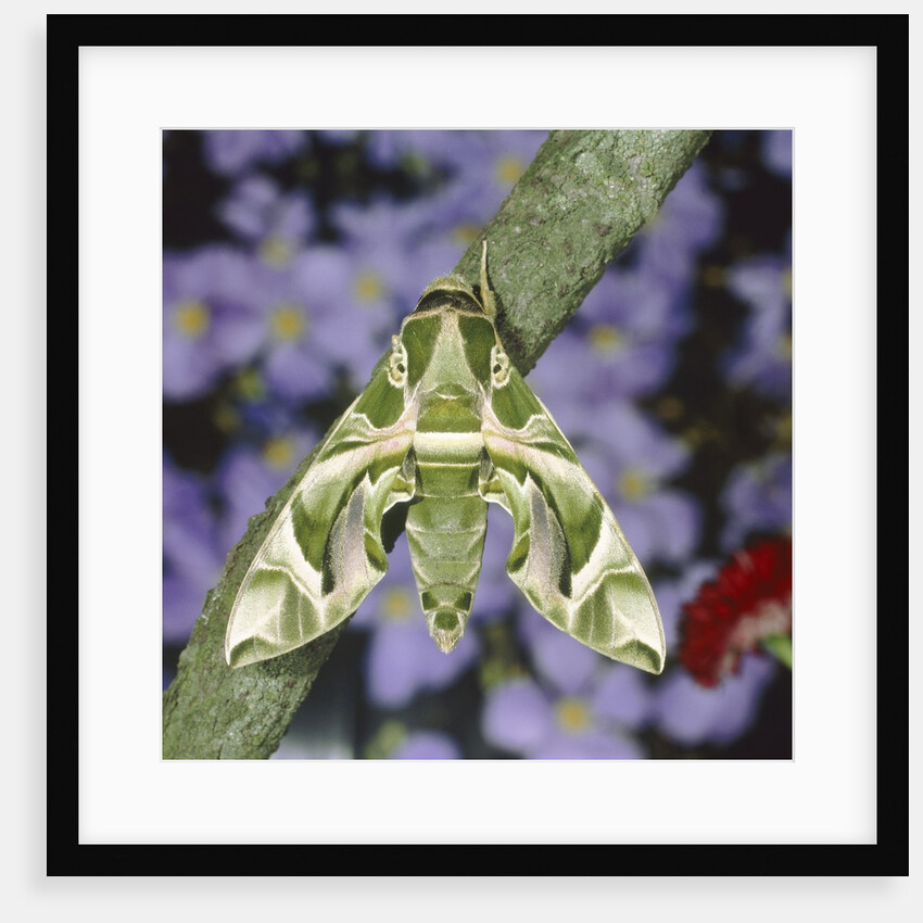 Oleander hawk moth sitting on a branch by Anonymous
