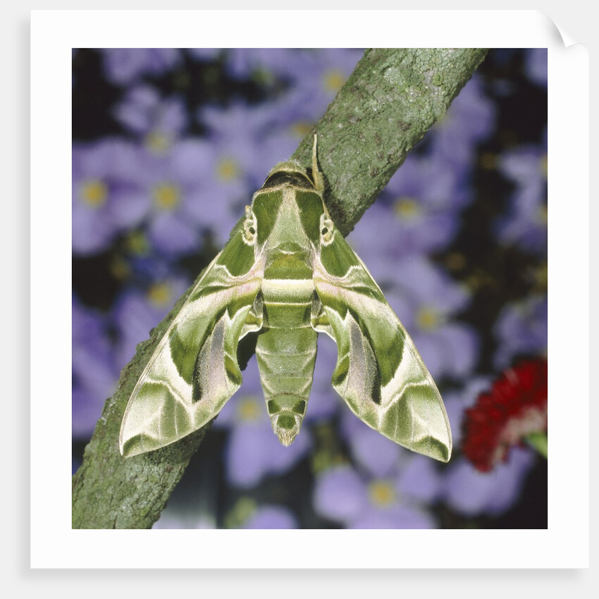 Oleander hawk moth sitting on a branch by Anonymous