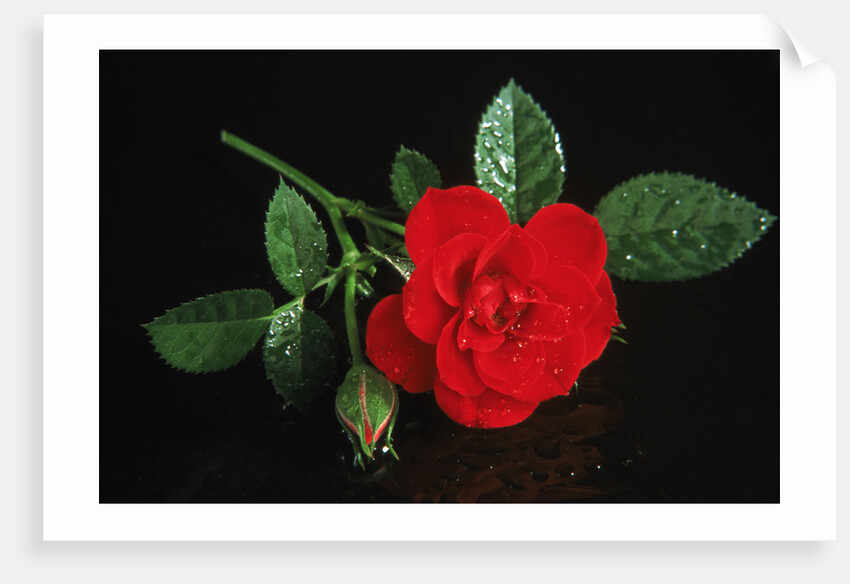 Red rose blossoming with drops of water by Anonymous