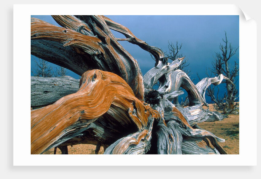 Dead tree, Bryce Canyon National Park, Utah, USA by Anonymous