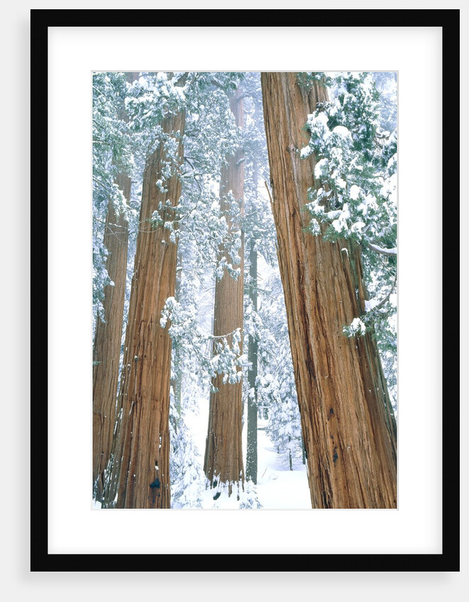 Redwood giants in winter, California, USA by Anonymous
