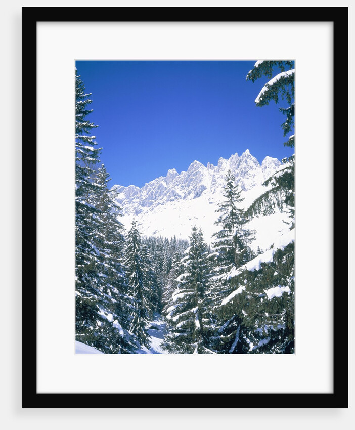 Snow covered firtrees in front of the Mandlwand, Salzburg, Austria by Anonymous