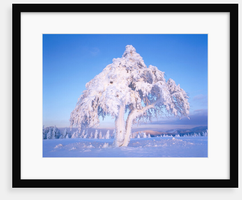Snow scene in winter by Anonymous