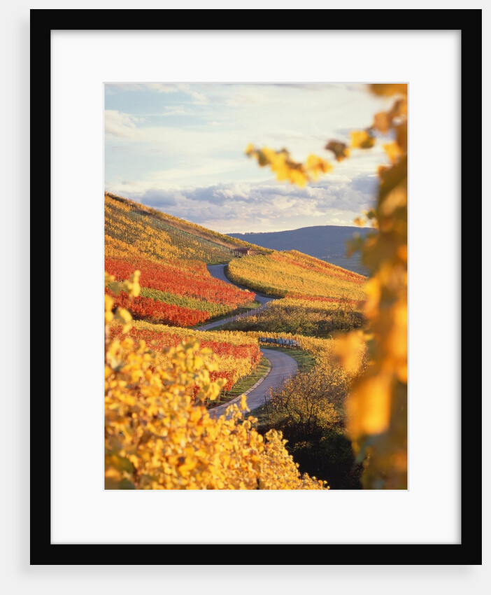 Vineyards in autumn in Esslingen/Neckar by Anonymous