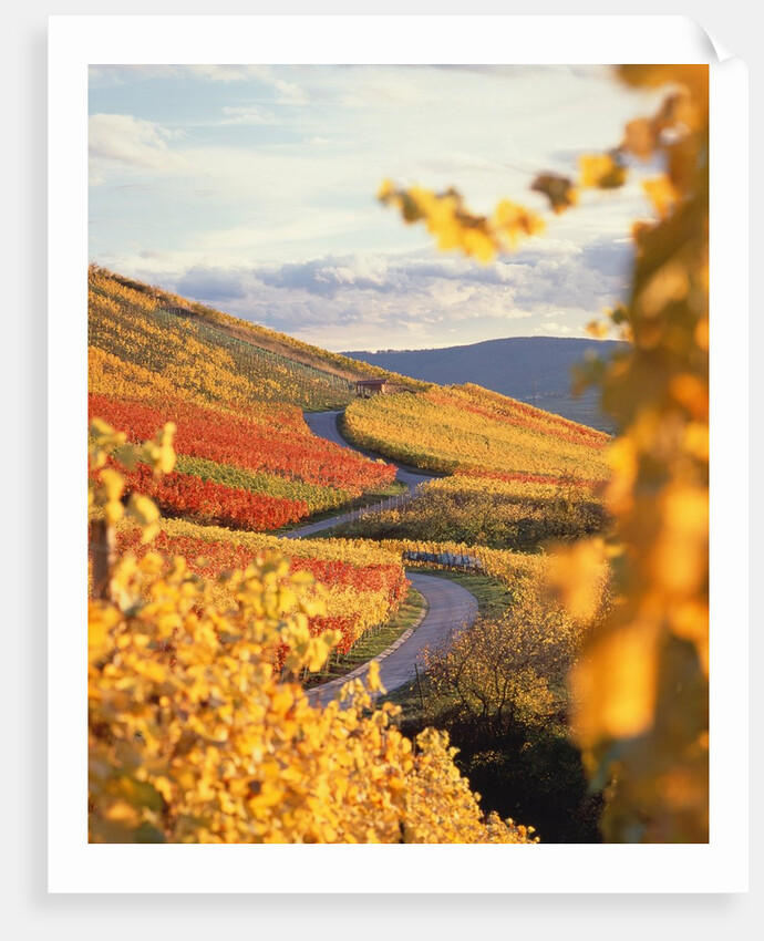 Vineyards in autumn in Esslingen/Neckar by Anonymous