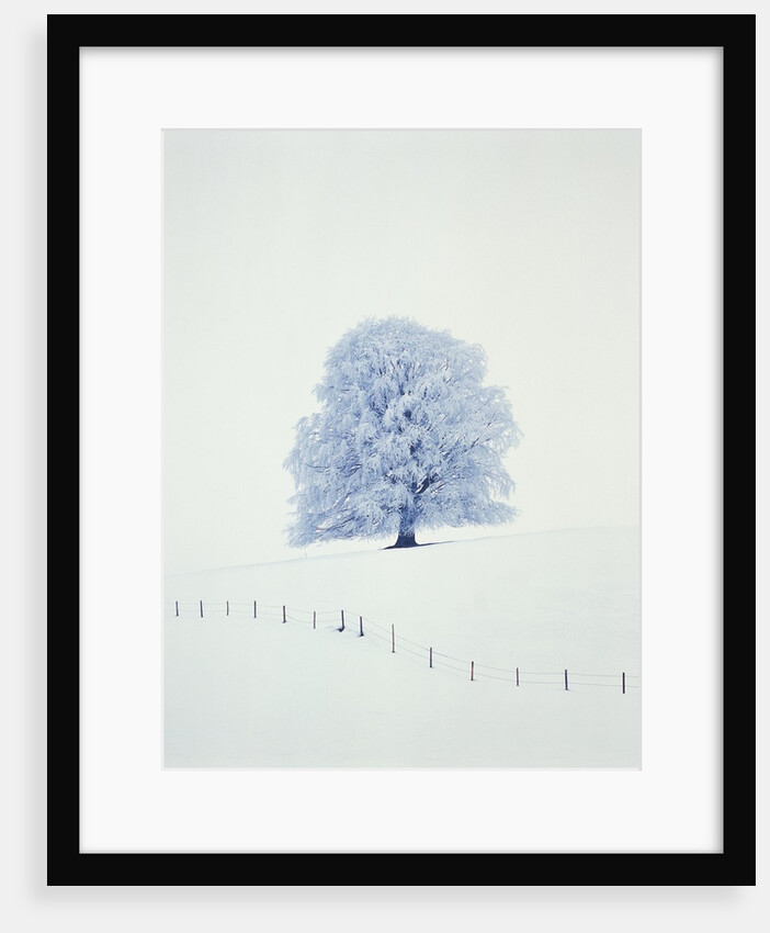 Tree in winter by Anonymous
