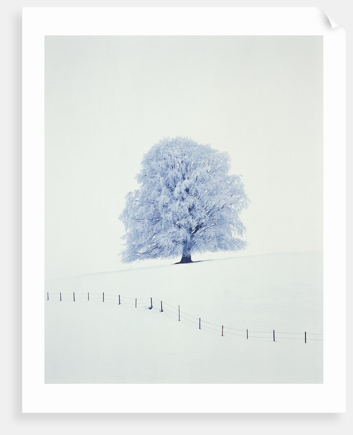 Tree in winter by Anonymous