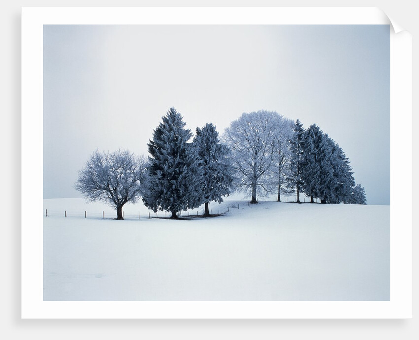 Group of trees in winter by Anonymous