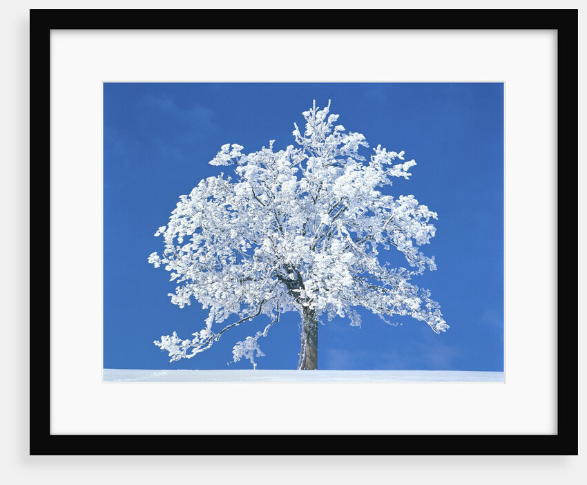 Single beech in the black forest, Germany by Anonymous