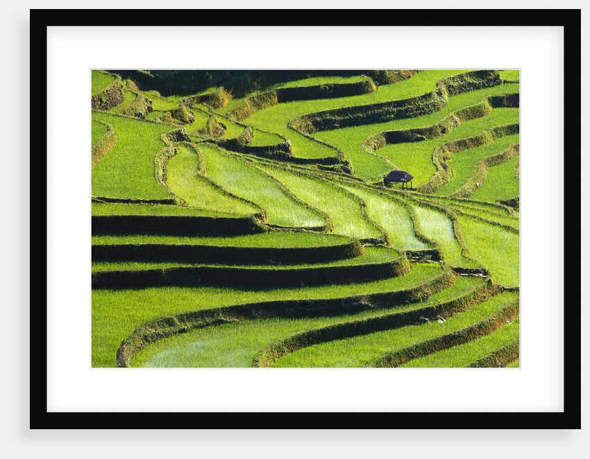 Terraced rice fields in Yunnan Province, China by Anonymous