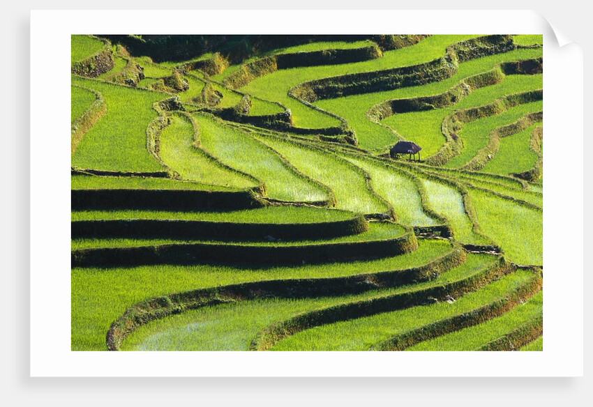 Terraced rice fields in Yunnan Province, China by Anonymous